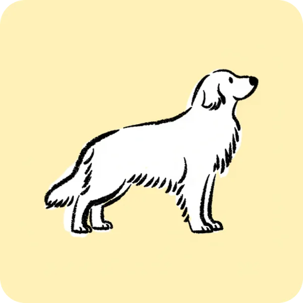 Buddy, a golden retriever, in the example health card