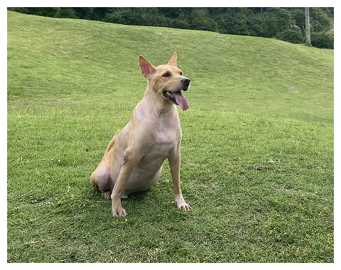 Chong, the dog this project is named after, sitting on a grass field